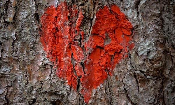 scars on tree